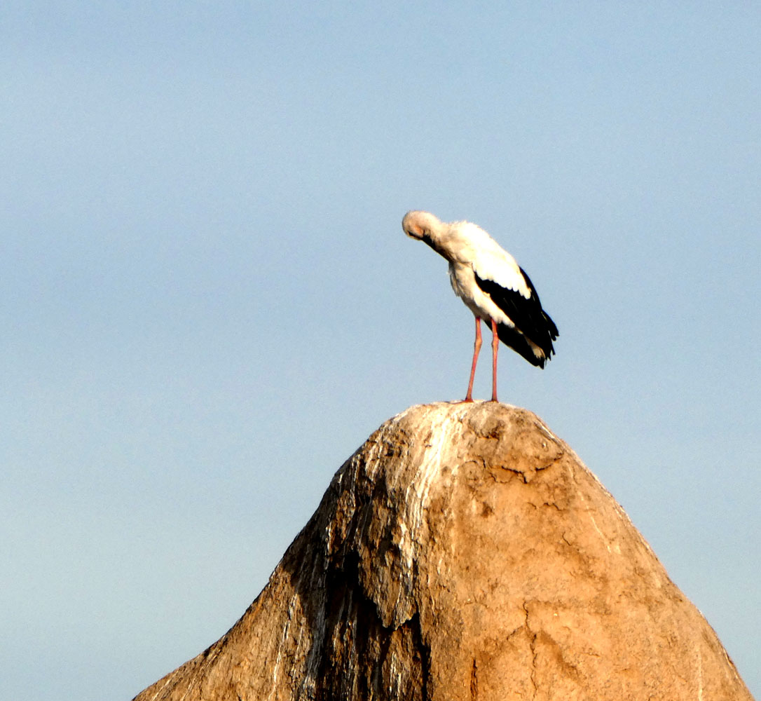 Stork without baby