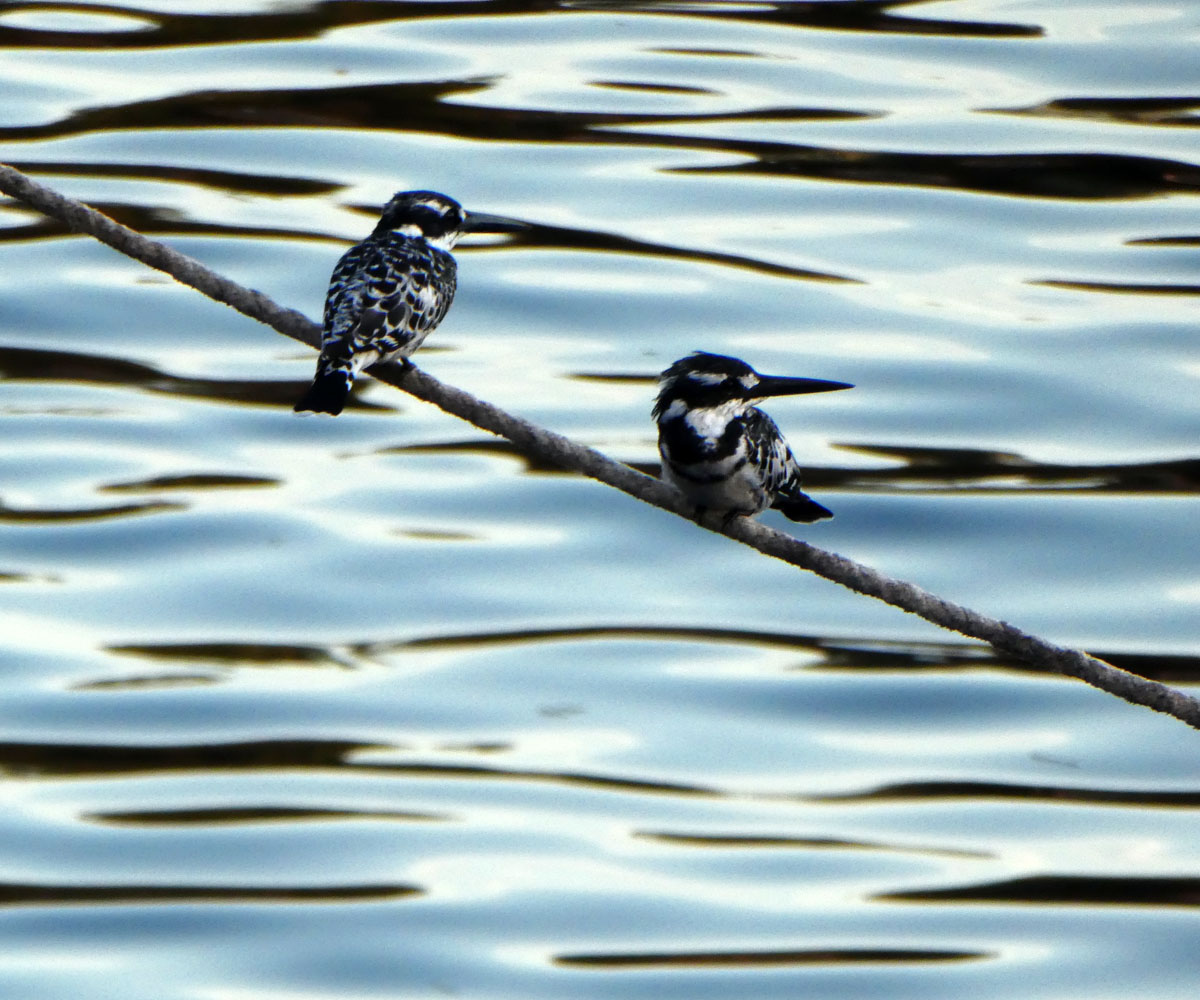 Just waiting for a careless fish