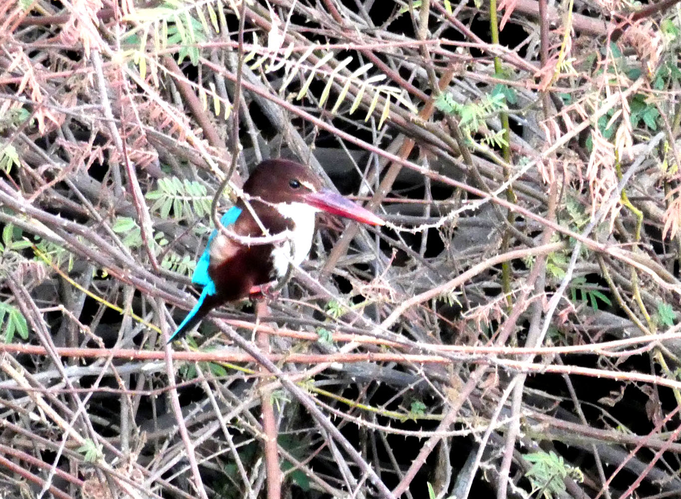 Kingfisher