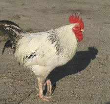chicken2.jpg