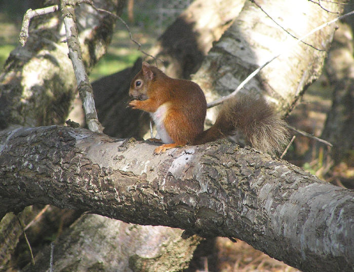 squirrel.jpg